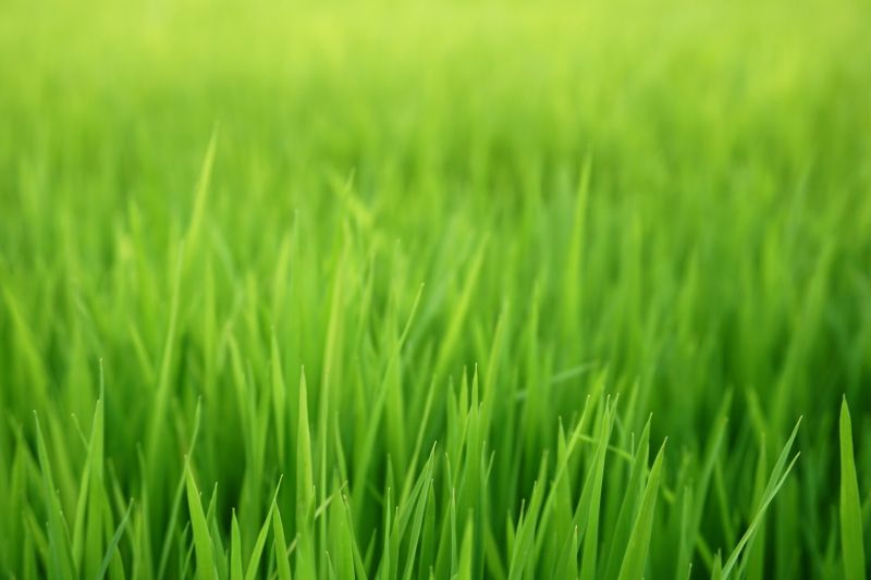 Bermuda Grass Seeding in Honolulu, HI