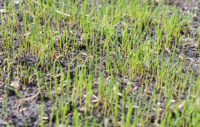 Lawn Seeding in Honolulu, HI