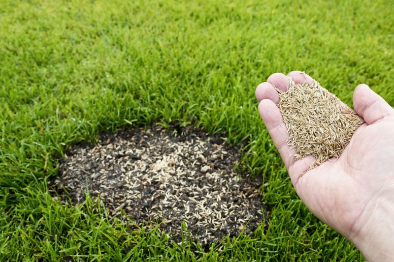 Lawn Seeding in Ventura County, CA