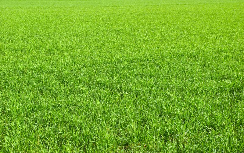 Lawn Seeding in Ventura County, CA