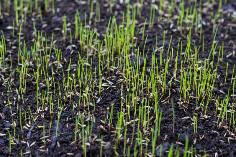 New Construction Lawn Seeding in Ventura County, CA