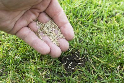 New Lawn Seeding in Honolulu, HI