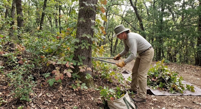 Poison Ivy Removal in Lancaster, PA