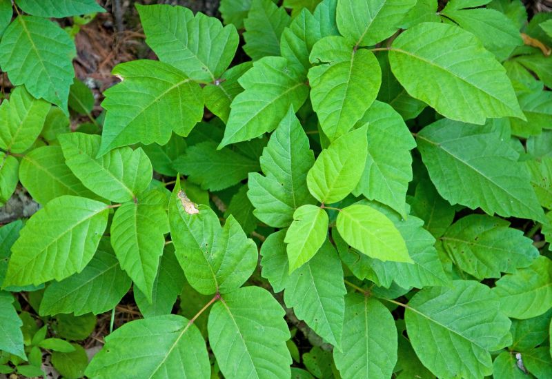 Poison Ivy Removal in Ventura County, CA