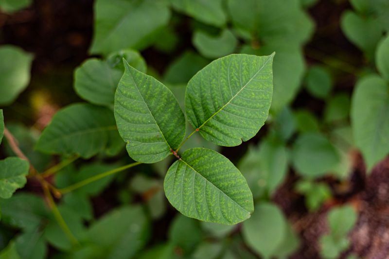 Poison Oak Removal in Burlington County, NJ