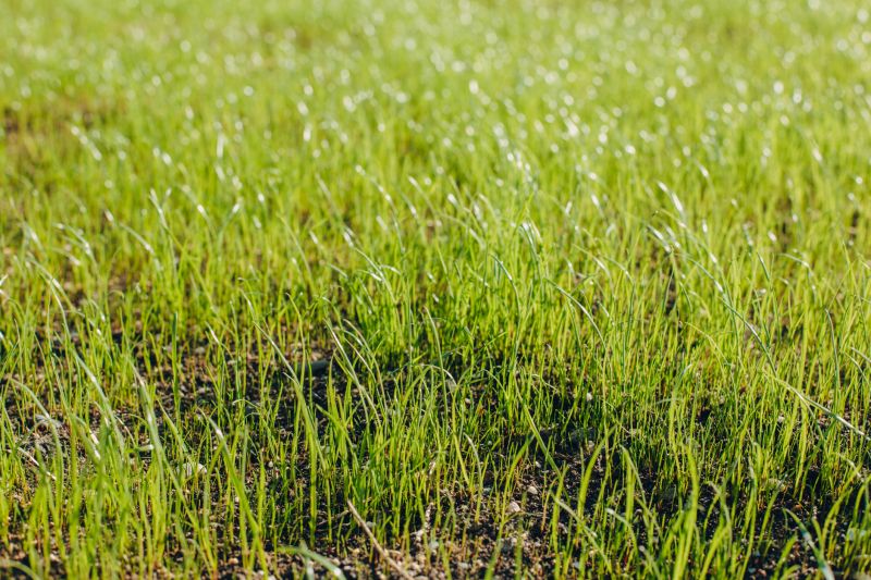 Reseeding Service in Honolulu, HI