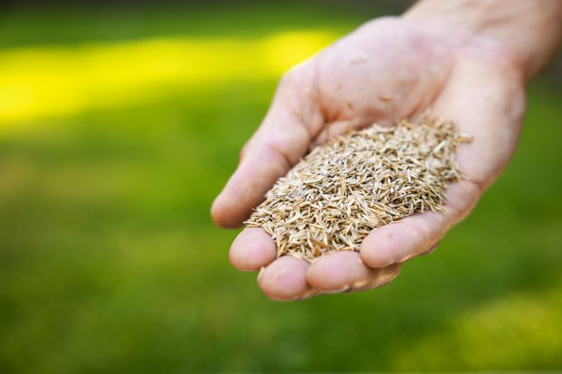 Spring Grass Seeding in Honolulu, HI