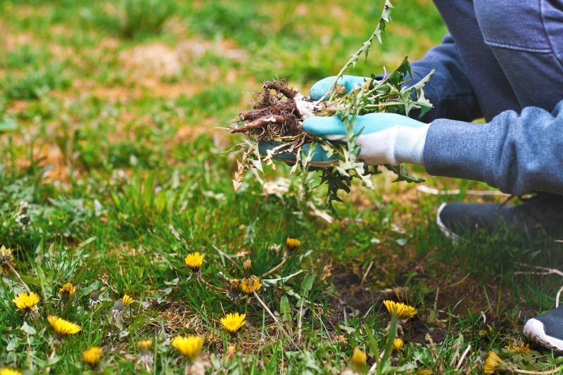 Weed Whacking in Bowie, MD